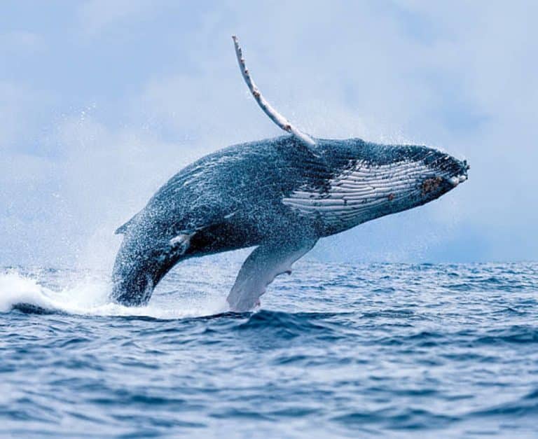 Whale Heavily Bags SHIB, ETH, CRV, & Others, What's Next?