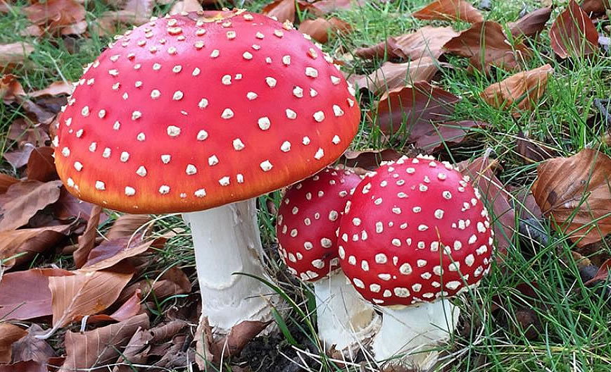 Shroom Finance