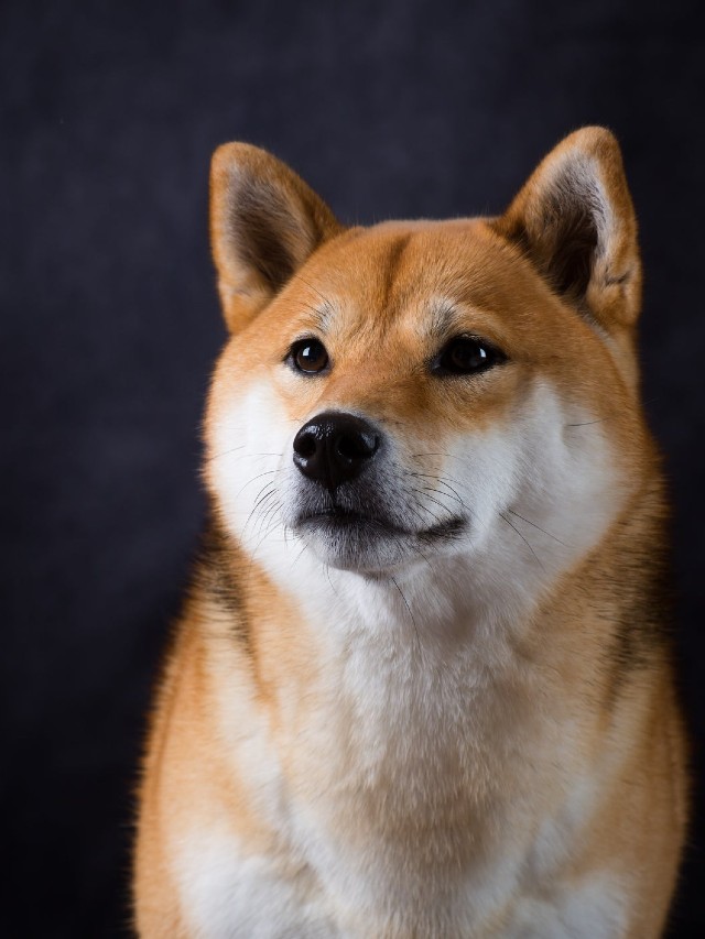 Shiba Inu Outperforms Majority of Cryptocurrency Market