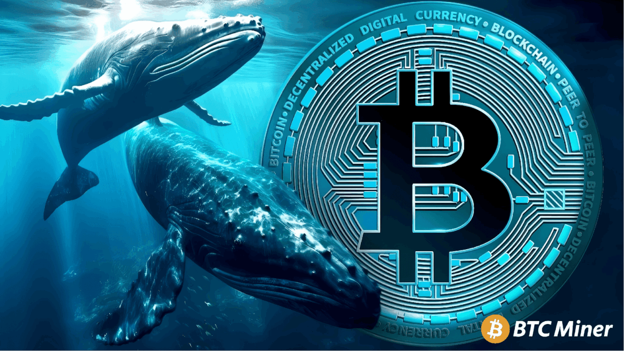 BTC Miner Whales