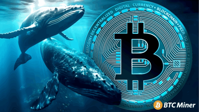 BTC Miner Whales